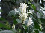foto White Candles, Whitefieldia, Withfieldia, Whitefeldia, branco arbusto