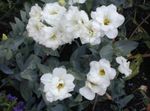 Foto Texas Bluebell, Lisianthus, Genciana Tulipán, blanco herbáceas