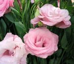 Foto Texas Bluebell, Lisianthus, Tulipan Ensian, pink urteagtige plante