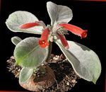 fotografie Rechsteineria, roșu planta erbacee