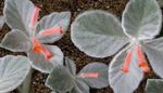 foto Rechsteineria, rood kruidachtige plant