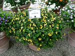 Nuotrauka Balansyro Gėlė, Ladys Šlepetė, Mėlyna Sparnas, geltonas kabo augalų