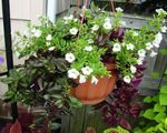 Nuotrauka Balansyro Gėlė, Ladys Šlepetė, Mėlyna Sparnas, baltas kabo augalų