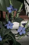 照 蓝色鼠尾草，蓝色Eranthemum, 浅蓝 灌木
