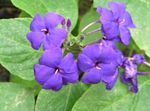 照 蓝色鼠尾草，蓝色Eranthemum, 紫丁香 灌木