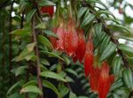 mynd Agapetes, rauður hangandi planta