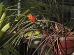 Fyrrekoglen Bromeliad