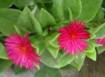 foto Aptenia, rosa le piante rampicante