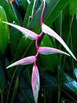 Photo Lobster Claw, , pink herbaceous plant