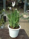 fotoğraf Babun Çiçek, Babun Kök, beyaz otsu bir bitkidir