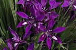 fotografie Floare Babuin, Rădăcină Babuin, violet planta erbacee