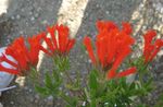 foto Jasmijn Plant, Scarlet Trumpetilla, rood struik