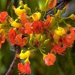Foto Castanospermum, oranžs koks