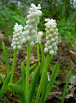 Foto Drue Hyacinth, hvid urteagtige plante