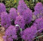 Fil Druva Hyacint, violett örtväxter