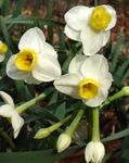Foto Narcisos, Daffy Dilly Abajo, blanco herbáceas