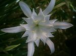 fénykép Tengeri Nárcisz, Tengeri Liliom, Homok Liliom, fehér lágyszárú növény