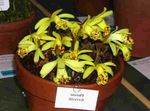 foto Indian Crocus, geel kruidachtige plant