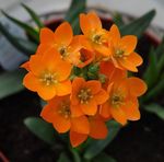 Nuotrauka Kabančios Žvaigždė Betliejaus, oranžinis žolinis augalas