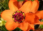 foto Sparaxis, oranje kruidachtige plant