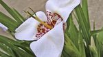 სურათი Tigridia, მექსიკელი Shell-Flower, თეთრი ბალახოვანი მცენარე