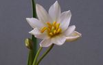 foto Tulp, wit kruidachtige plant