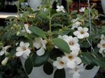 Bilde Sentrale Amerikanske Bellflower, hvit hengende plante