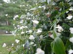 フォト タヒチアンブライダルベール, ホワイト 草本植物