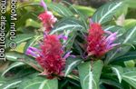 Fil Porphyrocoma, lila örtväxter