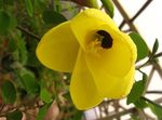 Foto Orhideja Koks, dzeltens 