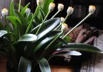 Foto Pinsel, Blutlilie, Meer Ei, Puderquaste, weiß grasig