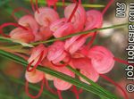 foto Grevillea, vermelho arbusto