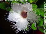 Foto Alsobia, hvid hængende plante
