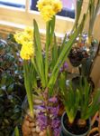 foto Amaryllis, geel kruidachtige plant