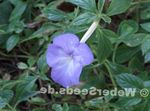 foto Magic Flower, Nut Orchid, luz azul pendurado planta