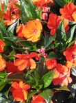 fénykép Türelem Növény, Balzsam, Ékszer Gyom, Forgalmas Lizzie, narancs 