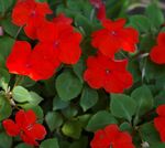 fénykép Türelem Növény, Balzsam, Ékszer Gyom, Forgalmas Lizzie, piros 