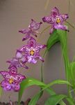 fénykép Vuylstekeara-Cambria, lila lágyszárú növény
