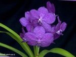 Fil Vanda, lila örtväxter