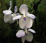 foto Vanda, wit kruidachtige plant