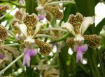 mynd Vanda, gulur herbaceous planta