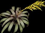 foto Vriesea, geel kruidachtige plant