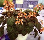 Foto Smithiantha, naranja herbáceas