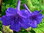 foto Streptokokken, donkerblauw kruidachtige plant