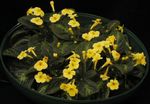 Photo Episcia, yellow herbaceous plant