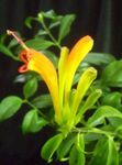 foto Lipstick Plant, , amarelo planta herbácea