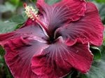 Photo Hibiscus, claret shrub
