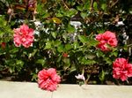 foto Hibiscus, roze struik
