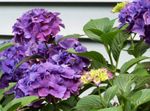 fotografija Hortenzije, Lacecap, lila grmi