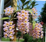 foto Dendrobiumorchidee, roze kruidachtige plant